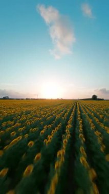 Ayçiçeği diyarının fpv çekimi