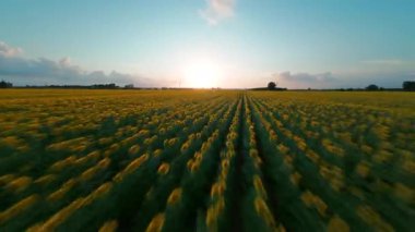 Ayçiçeği diyarının fpv çekimi