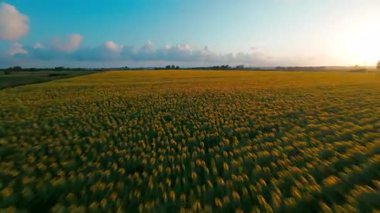 Ayçiçeği diyarının fpv çekimi.