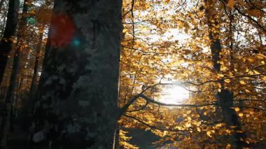 Doğada Sonbahar Manzarası 