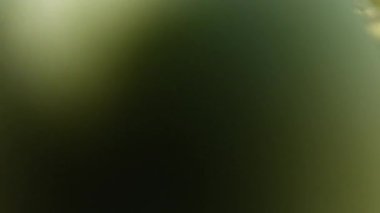 Agronomist büyüteçle inceleme yapıyor .