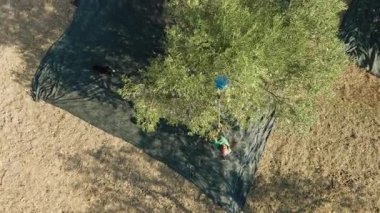 Zeytin ağacının havadan görünüşü