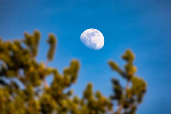 Луна Между Размытыми Ветвями Хвойного Дерева — стоковое фото