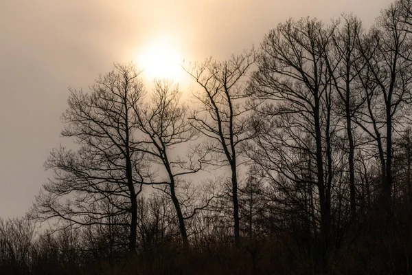 stock image Silhouette of leafy trees during winter, with a cloudy sky through which the sun shines.