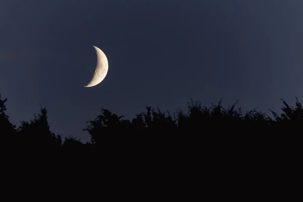 Сияющая Луна Ночном Небе Силуэтом Деревьев — стоковое фото