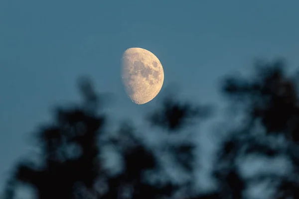 Świecący Księżyc Między Nieostrymi Gałęziami Liściastego Drzewa — Zdjęcie stockowe