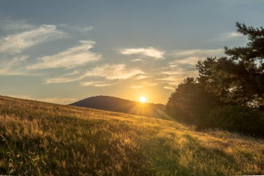 Dağda güzel bir yaz günbatımı. Ön planda uzun otlar ve kozalaklı ağaçlarla dolu bir çayır var..