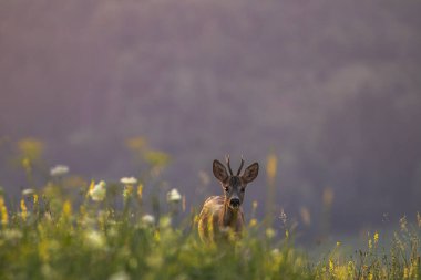 Batan güneşin ışığına yakalanmış uzun otların arasında bir yumurta geyiği..