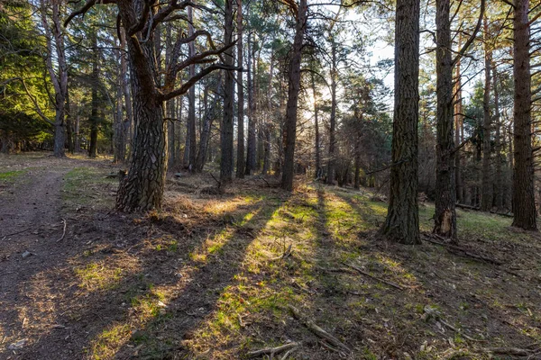 stock image An old pine forest, with fallen branches, into which sunlight penetrates.