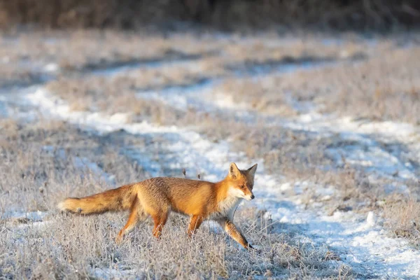 Fox Frozen Meadow Frosty Clear Day — Stock Photo, Image