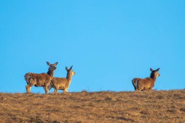 Baharın başında, çimenli bir tepede dişi geyik..