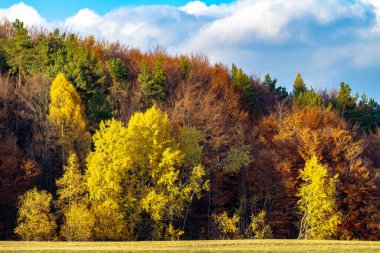 Çimleri biçilmiş bir çayır ve yaprakları sonbahar renkleriyle boyanmış karışık bir ormanın kenarı. Arka planda bulutlu mavi bir gökyüzü var.