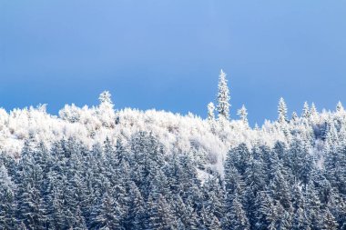 Soğuk bir kış günü, ağaçların tepesine düşen kar..