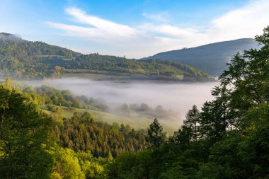 Ağaçlar ve ormanlarla kaplı sabah sisi olan bir vadi..