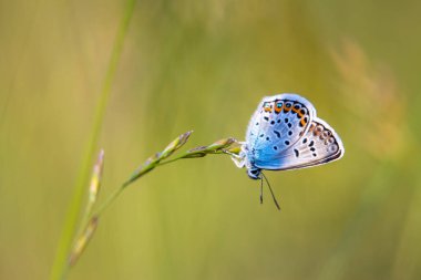 Mavi bir kelebek uzun otların üzerinde oturuyor..