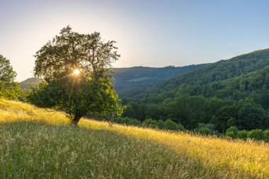 Uzun otlu bir çayırda yaprak döken bir ağaç. Arka planda bir orman ve mavi bir gökyüzü var..