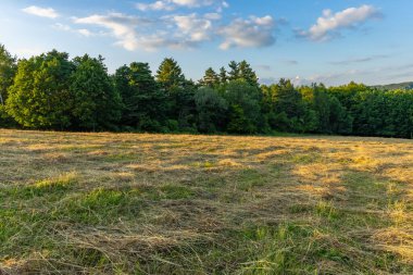 Çimleri biçilmiş ve kuru otlarla dolu bir çayır. Arka planda yapraklı bir orman ve bulutlu bir gökyüzü var..