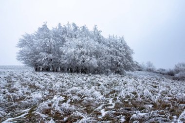 Foggy and freezing weather that causes thick frost on trees and grass. clipart