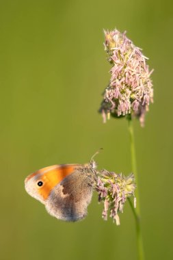 Kelebek Coenonympha Çimlerde oturan şımarık