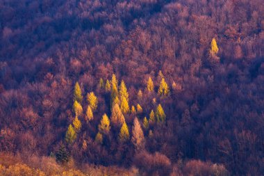 Karışık bir sonbahar ormanı, sarı yapraklı karaçam ağaçlarının bulunduğu.