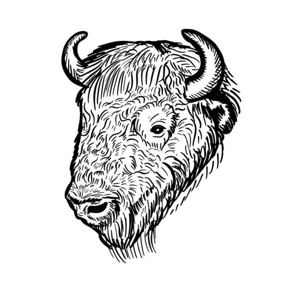 Bison Retrato Dibujado Mano Bosquejo Bison Head Vector Ilustración — Vector de stock