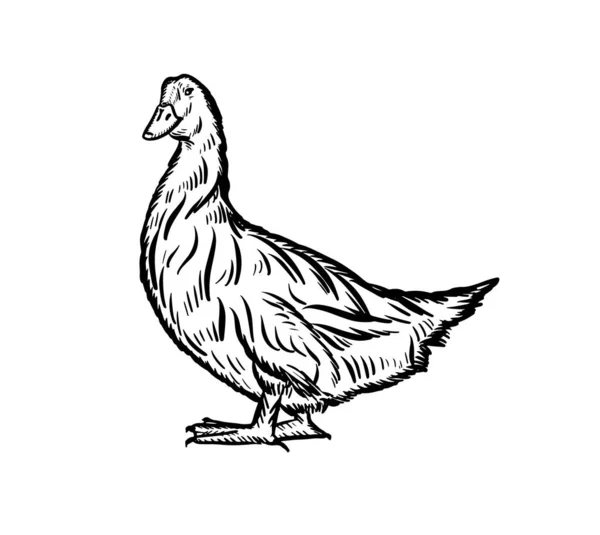 Hand Drawn Goose Sketch Farming Thanksgiving Day — Stock Photo, Image
