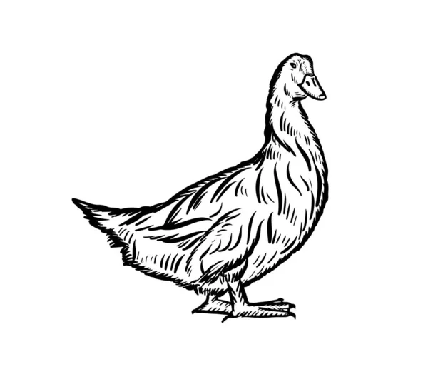 Ручной Рисунок Гуся Sketch Thanksgiving День Farming Vector Иллюстрации — стоковый вектор