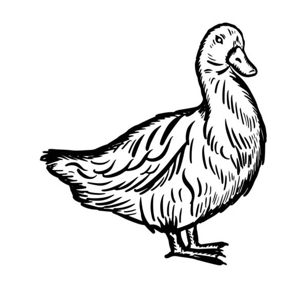 Desenho Pato Desenhado Mão Dia Ação Graças Farming Vector Ilustração —  Vetores de Stock