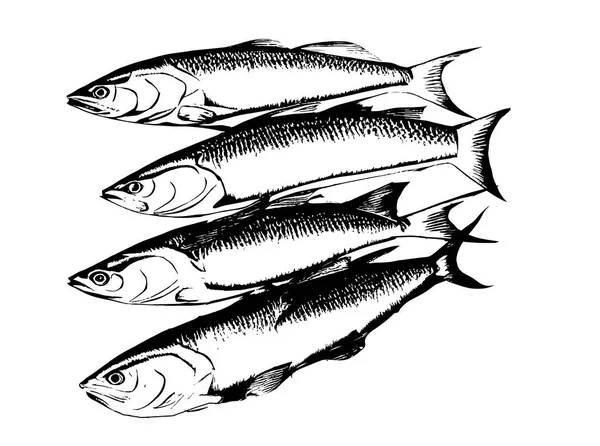 Set Pesci Salmone Schizzo Disegnato Pesca Illustrazione Vettoriale — Vettoriale Stock