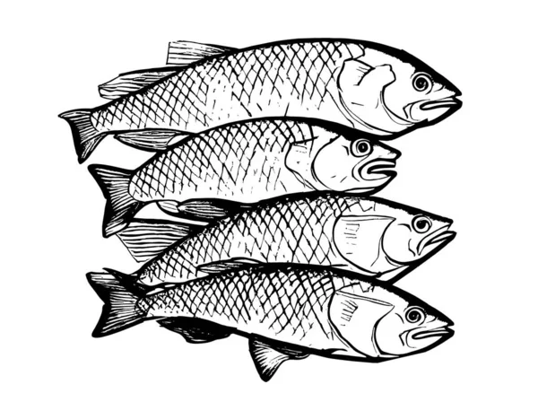 Conjunto Peixes Esboço Preto Branco Fishing Vector Ilustração — Vetor de Stock