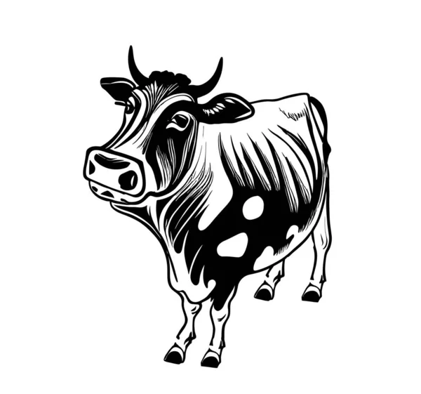 Krowa Trzy Czwarte Widok Ręcznie Rysowane Szkice Rolnictwo Hodowlane Ilustracja — Wektor stockowy