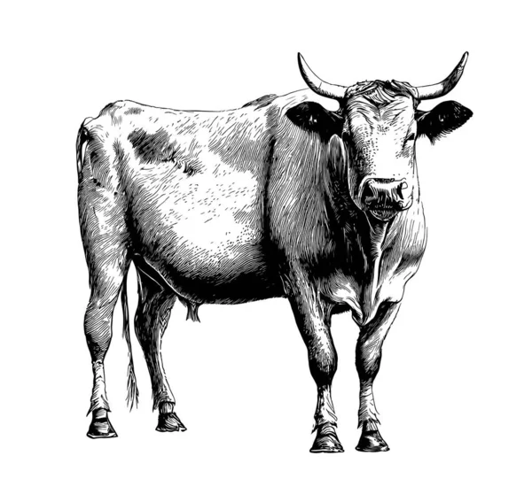 Vaca Realista Scetch Mão Afogado Fazenda Ilustração Vetorial —  Vetores de Stock