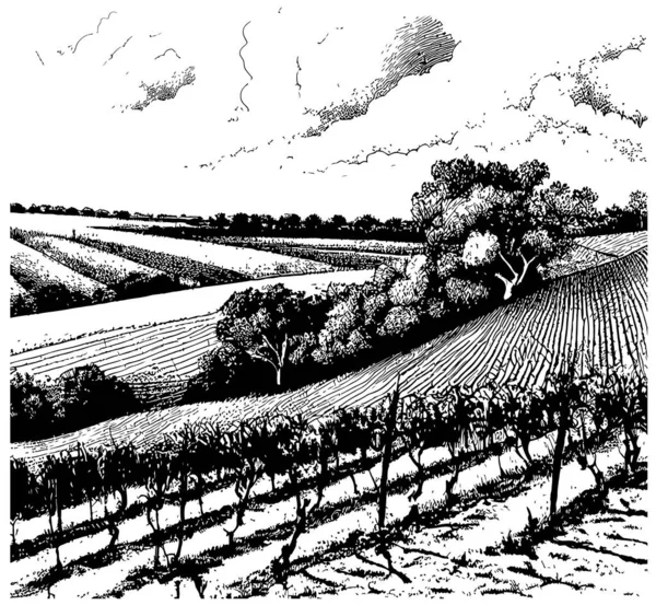 Plantacje Winogron Wzgórza Drzewa Chmury Horyzoncie Wektor Ilustracji — Wektor stockowy
