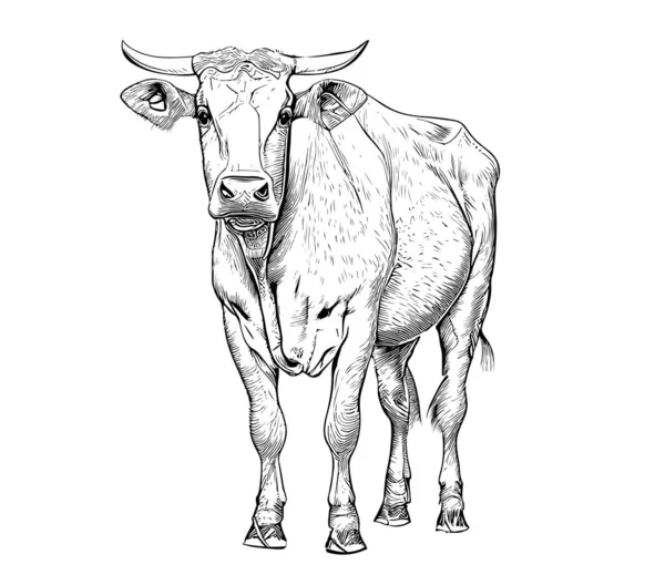 正面に立っている部族の牛 牧場の牛だ 家畜だ ベクトルスケッチ — ストックベクタ