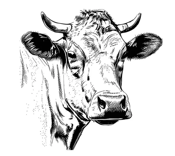 Portret Krowy Pociągnięciach Rysunki Głowy Krowy Ilustracja Wektora — Wektor stockowy
