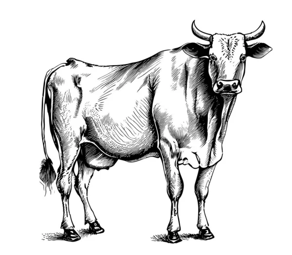 Vaca Reprodutora Gado Pastagem Criação Animais Gado Esboço Vetorial —  Vetores de Stock