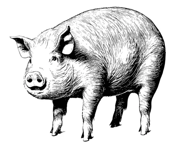 Cerdo Grasa Realista Dibujado Mano Sketch Livestock Vector — Archivo Imágenes Vectoriales
