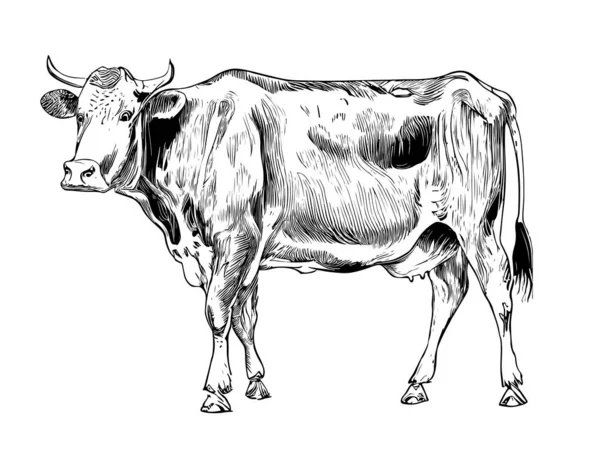 Desenho Desenhado Mão Realista Vaca Ilustração Vetor Agricultura Animal —  Vetores de Stock