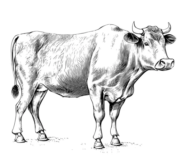 Cow Drawing Images – Browse 440,514 Stock Photos, Vectors, and Video |  Adobe Stock