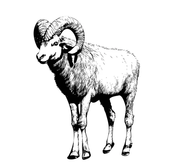 Ram Animal Realistic Hand Drawn Sketch Livestock Vector Illustration — Stock Vector