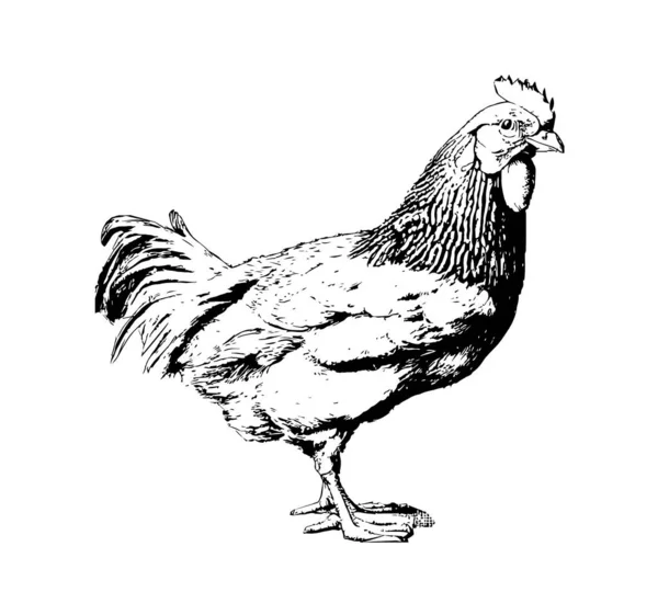 Hen Chicken Engraved Hand Drawn Sketch Vector Illustration — Stock Vector