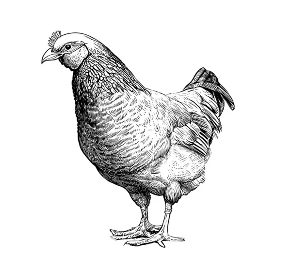 Hen Κοτόπουλο Ζωγραφισμένα Στο Χέρι Σκίτσο Farming Vector Εικόνα — Διανυσματικό Αρχείο