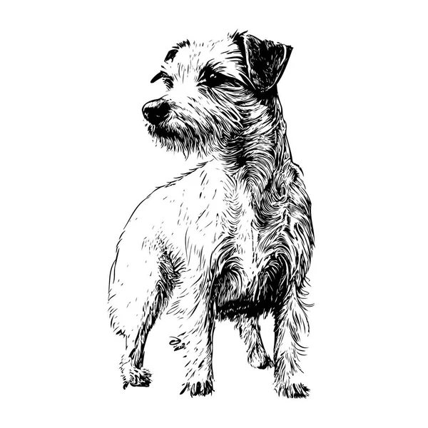 Hund Ras Yorkshire Terrier Valp Skiss Hand Ritad Gravering Vektor — Stock vektor