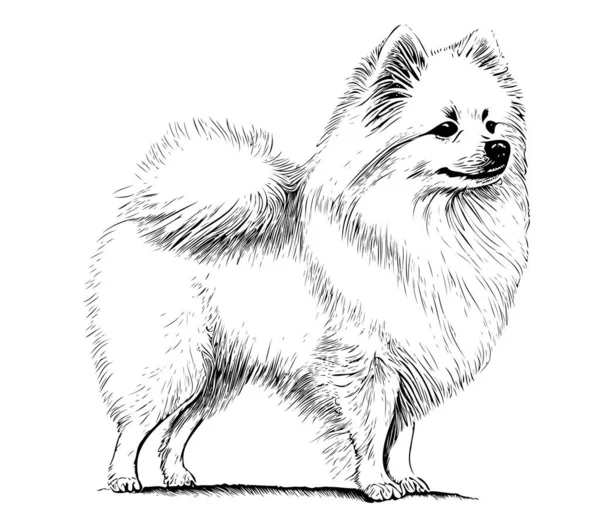 Σκύλος Φυλή Spitz Χέρι Σχέδιο Χαρακτική Σκίτσο — Διανυσματικό Αρχείο
