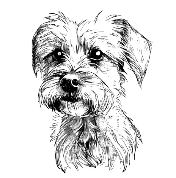 Cute Yorkshire Terrier Puppy Hand Drawn Engraving Sketch Vector Illustration — Stock Vector