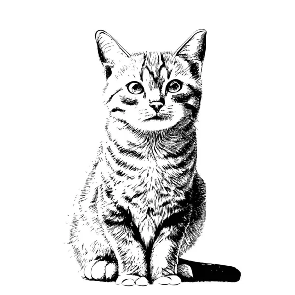 Cute Kitten Hand Drawn Engraving Sketch Vector Illustration — Stock Vector