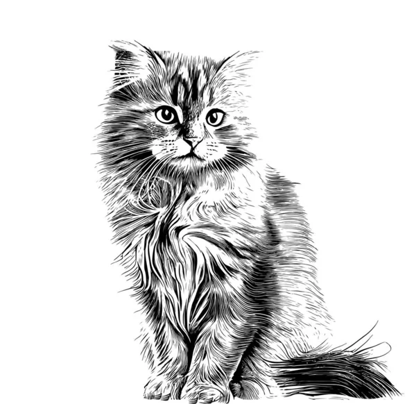 Cute Fluffy Cat Hand Drawn Engraving Sketch Vector Illustration — Stock Vector