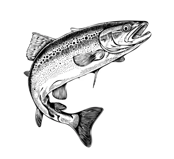 Pesce Trota Tratti Disegnati Mano Illustrazione Vettoriale — Vettoriale Stock