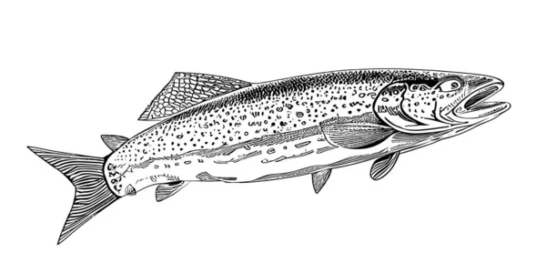 Schizzo Pesce Disegnato Mano Stile Doodle Illustrazione Vettoriale — Vettoriale Stock