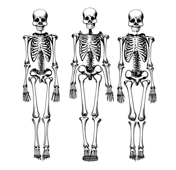 Menselijk Skelet Schets Hand Getekend Doodle Stijl Vector Illustratie — Stockvector